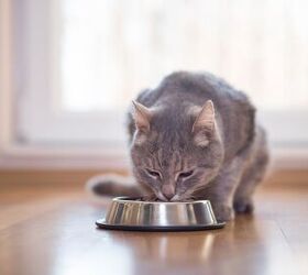 Dr. Jean Hofve Shares Valuable Feline Nutrition Tips