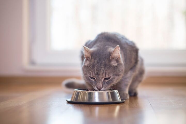 dr jean hofve shares valuable feline nutrition tips