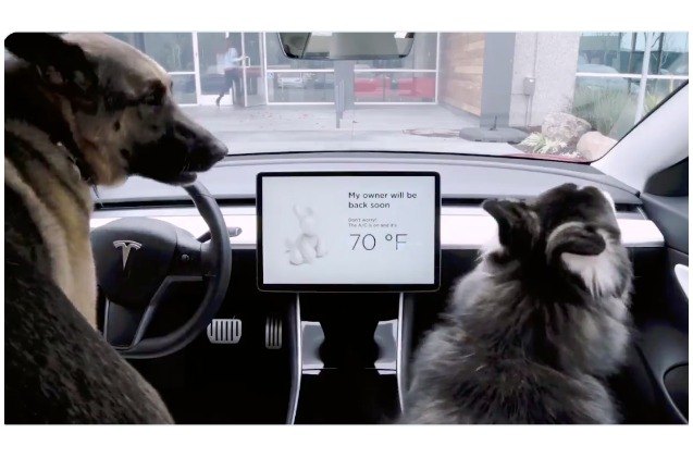 tesla rolls out dog mode to ensure your dog stays chill while waiting in the car