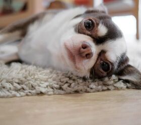 dog anxiety treatment 6 ways to treat it