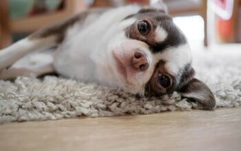Dog Anxiety Treatment: 6 Ways to Treat It