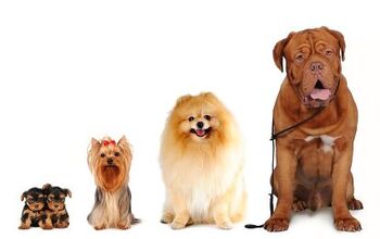 What Size Dog Should You Get? Some Things to Think About