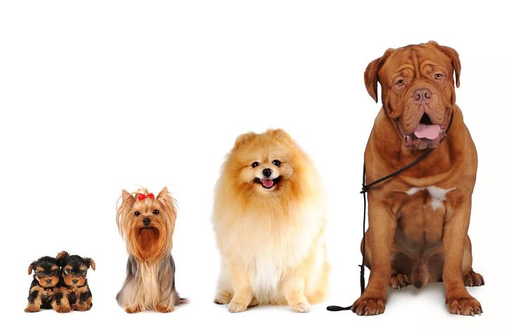 what size dog should you get some things to think about