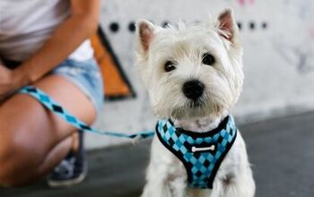 What’s the Right Collar or Harness for My Dog?