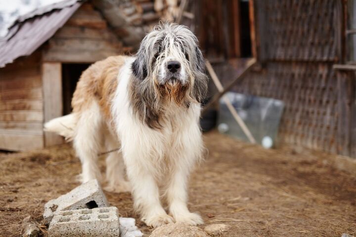 carpathian shepherd dog