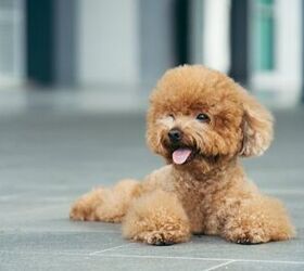 top 10 dog breeds that live the longest