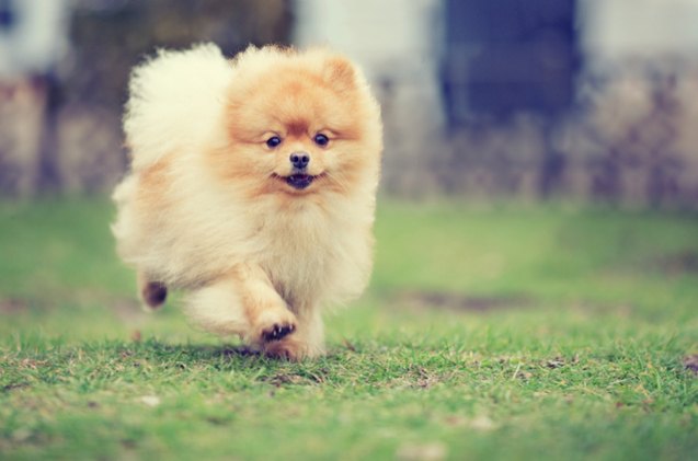 top 10 dog breeds that live the longest