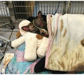 virginia passes tougher animal abuse laws after tommie tragically dies