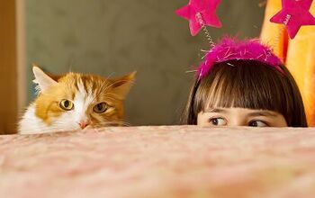 How to Teach Your Kids to Care for Their Cat