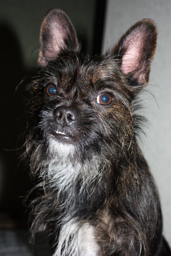 French Bulldog Shih Tzu Mix