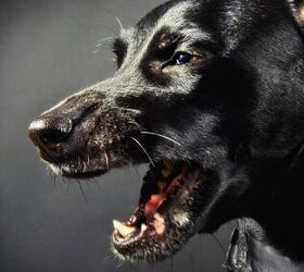 5 Common Myths About Dog Aggression