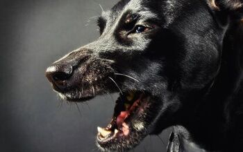 5 Common Myths About Dog Aggression