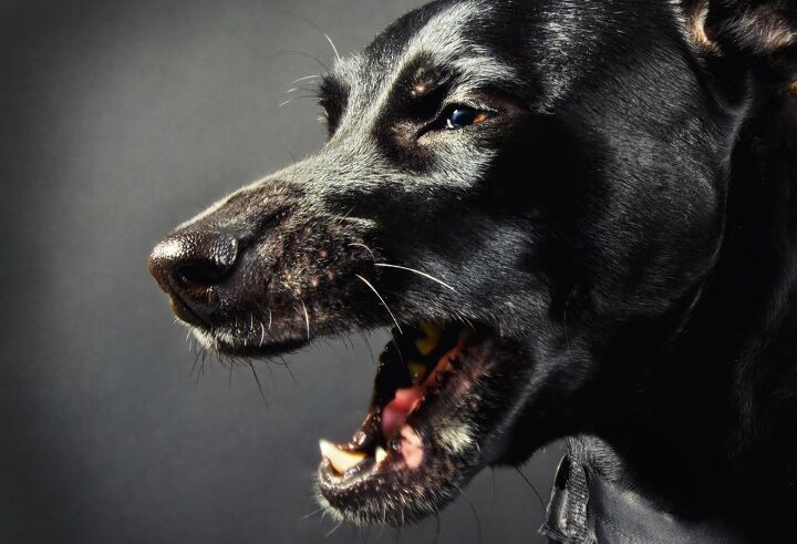 5 common myths about dog aggression