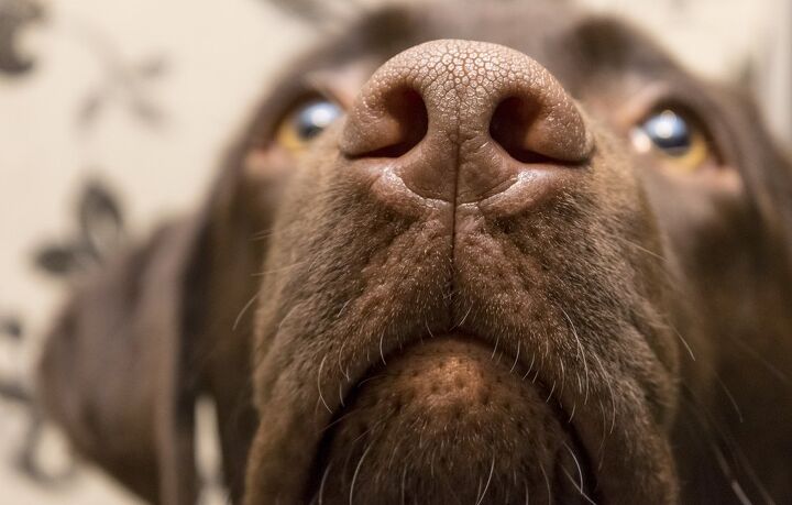 how to treat a dog s dry nose