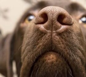 How to Treat a Dog’s Dry Nose