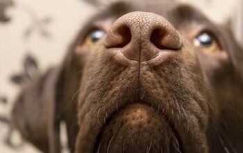 How to Treat a Dog’s Dry Nose