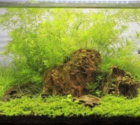 can you sustain a planted tank without a filter