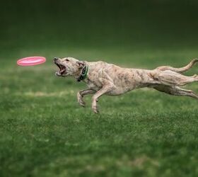 Amazing Dog Steals Show And Sets World Record For Frisbee Catch