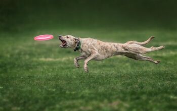 Amazing Dog Steals Show And Sets World Record For Frisbee Catch