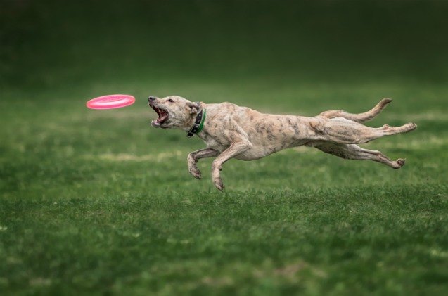 amazing dog steals show and sets world record for frisbee catch