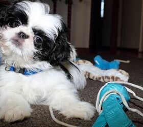 Japanese chin shih tzu mix hot sale for sale