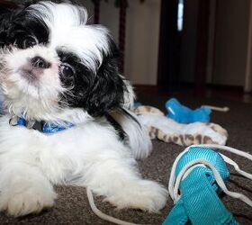Tips to Help a Shih Tzu Stop His Infrequent Aggressive Behavior: Dog Gone  Problems