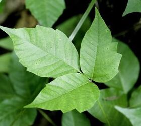 All About Poison Ivy in Dogs