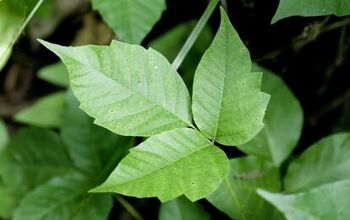 All About Poison Ivy in Dogs