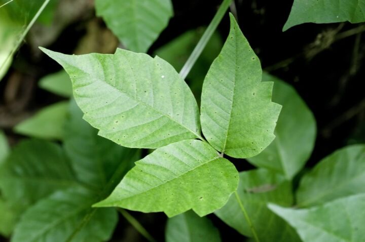 all about poison ivy in dogs