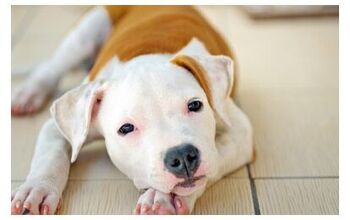Maryland Lawmakers Work To End Breed Discrimination By Insurance Compa