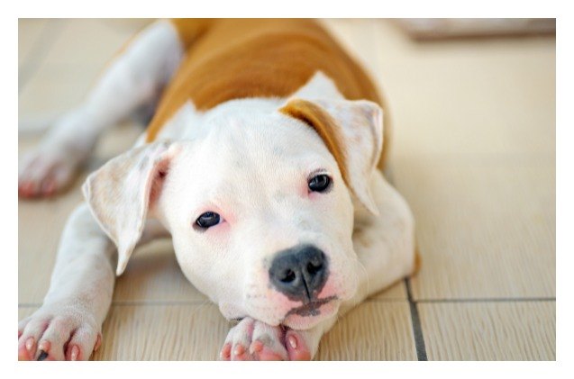 maryland lawmakers work to end breed discrimination by insurance compa