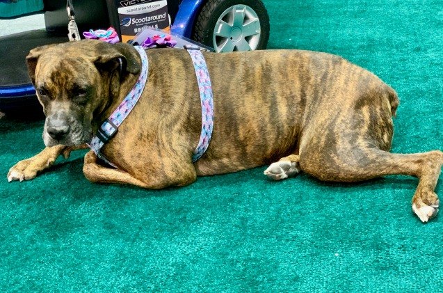 global pet expo day 3 until next year