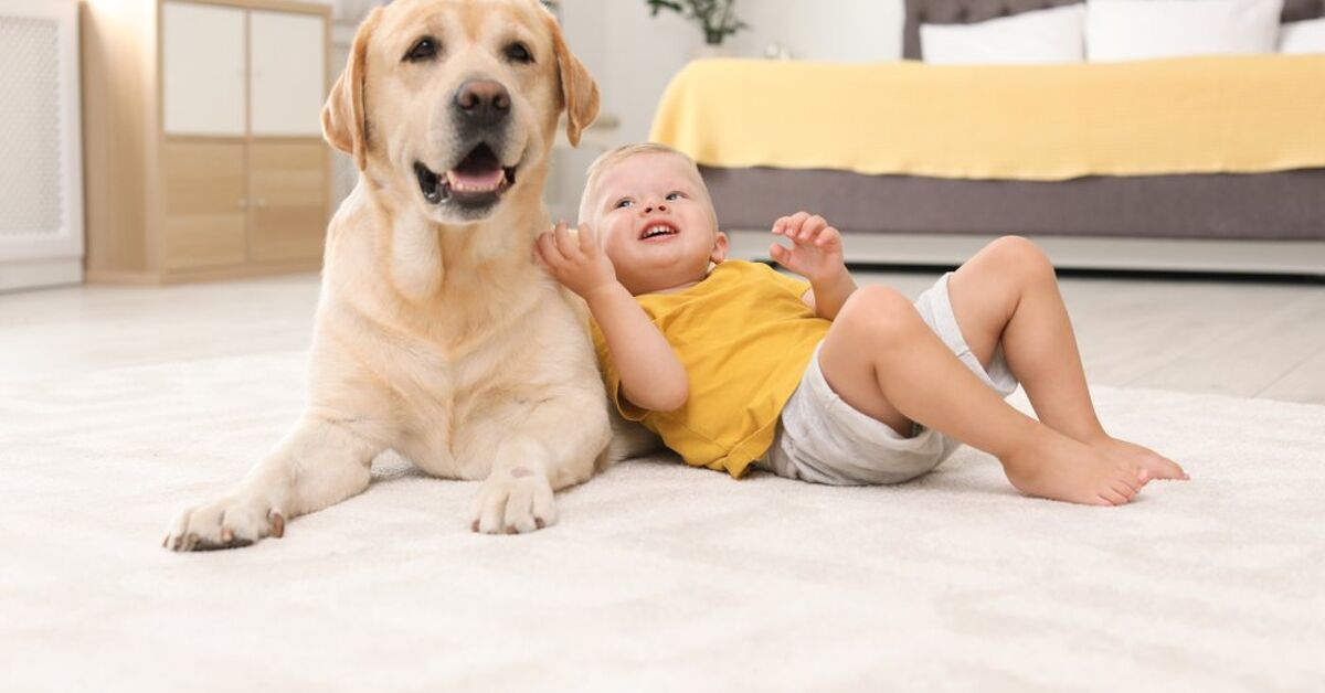 Top 10 Dog Breeds For Autism Petguide