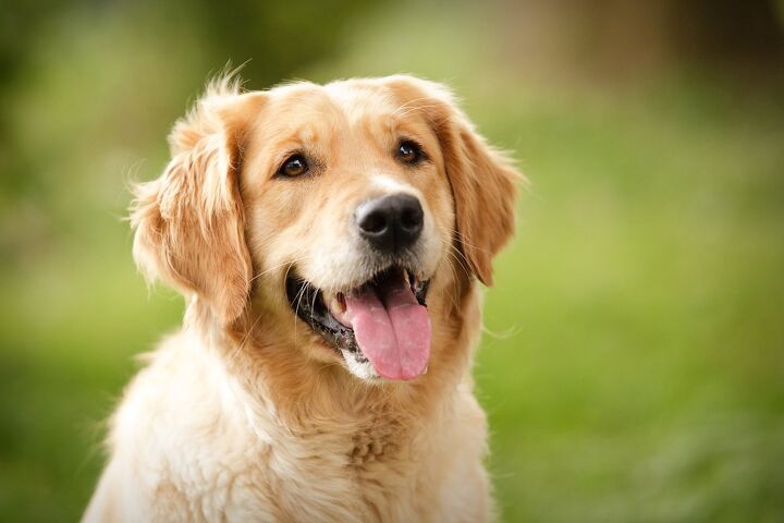 top 10 dog breeds for autism