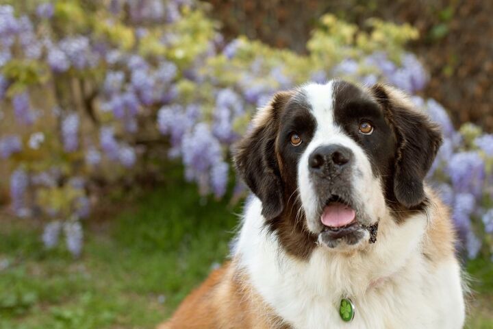 top 10 dog breeds for autism