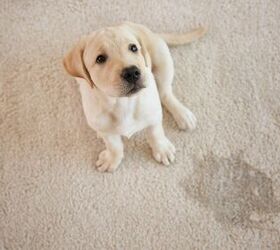 How to Get Dog Urine Out of Your Carpet