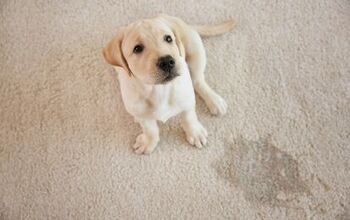 How to Get Dog Urine Out of Your Carpet