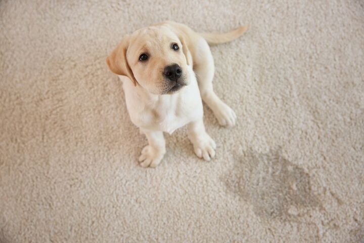how to get dog urine out of your carpet