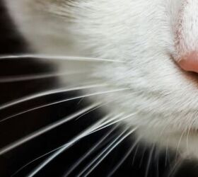 5 Fascinating Facts About Cat Whiskers