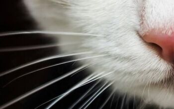5 Fascinating Facts About Cat Whiskers