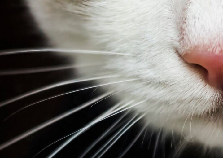 5 fascinating facts about cat whiskers