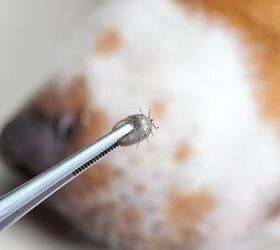 Let’s Talk Tick Paralysis in Dogs Symptoms, Diagnosis, and Treatmen PetGuide