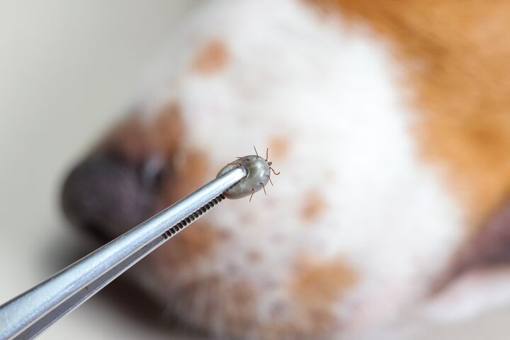 let s talk tick paralysis in dogs symptoms diagnosis and treatment