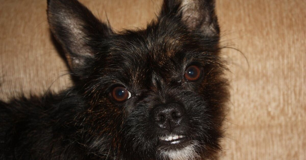 Boston Yorkie Dog Breed Health, Temperament, Feeding and Puppies - PetGuide  | PetGuide