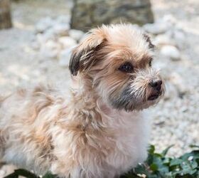 Dog Breed Health, Temperament, Feeding and Puppies - PetGuide | PetGuide