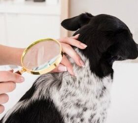 Dog Lice: Everything You Need To Know To Protect Your Dog