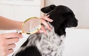 Dog Lice: Everything You Need To Know To Protect Your Dog