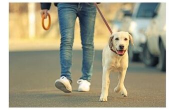 Survey Proves That Having Pets Is Good For Your Health