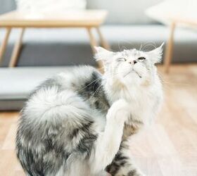 Flea Medications for Your Cat: Ingredients to Avoid