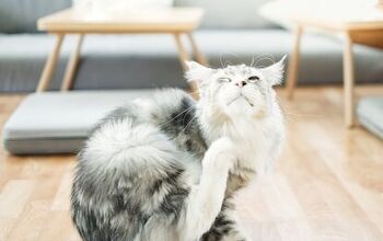 Flea Medications for Your Cat: Ingredients to Avoid